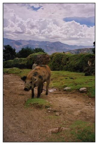 peru 5 (Small).jpg